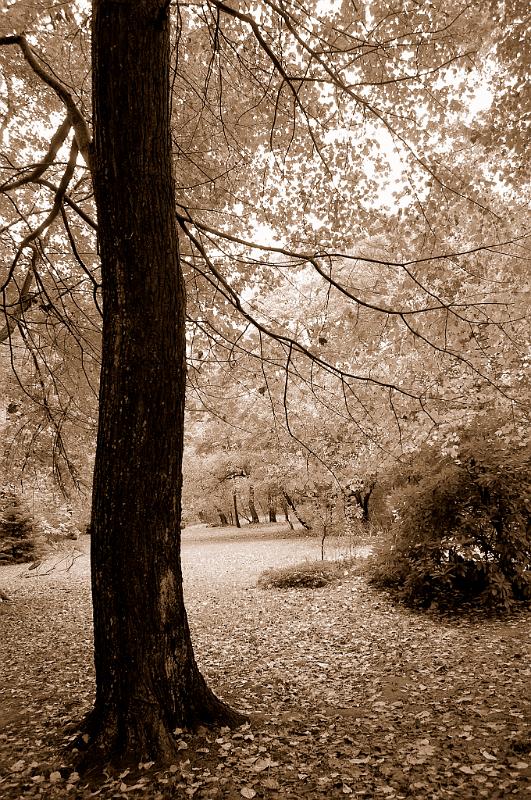 CCoffee0001a.JPG - CHERYL L. COFFEE