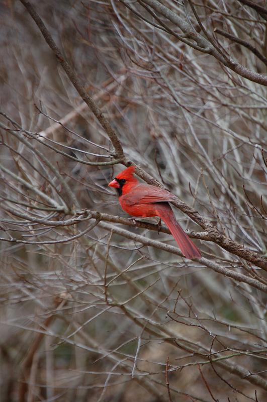 CLC2009-03-07_27.JPG - CHERYL L. COFFEE